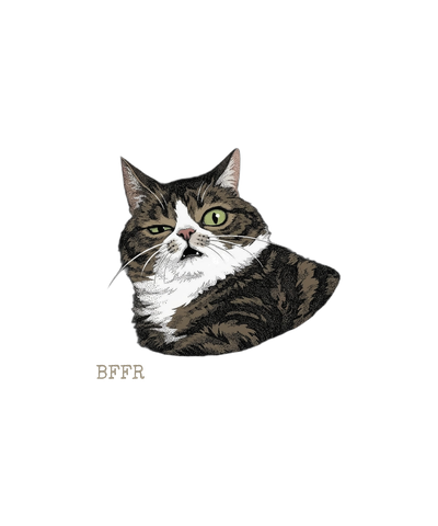 BFFR Cat - Be For Real sarcastic cat sticker